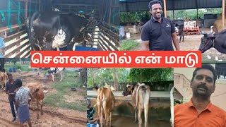 சென்னையில் என் மாடு #radhakrishnanfarms