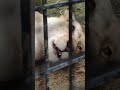 緩春🌸⑪ホワイトライオン・白獅子・リズムちゃん・沖縄こどもの国・・・white_lion・okinawa zoo u0026 museum 20230323