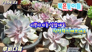 루비다육3탄/다글다글묵둥이들/수미미티입고/가격도 착하네요/택배 010 5895 1110(korean succulent plants)