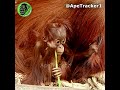 OMG ! The Hair On This Baby Orangutan #shorts