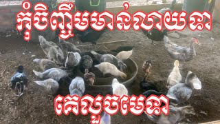 កុំចិញ្ចឹមមាន់លាយឡំជាមួយទាអី, គេលួចមេទាកាប៉ារបស់ខ្ញុំ!