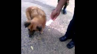 බල්ලොත් නොකන සල්ලි ! සල්ලි කන බල්ලෙක් A Dog Which Eats Money