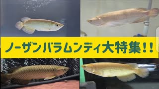 【アロワナ飼育】ノーザンバラムンディってこんだけ個体差、飼育環境違うんですよっていう動画