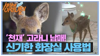 ‘천재’ 고라니 남매의 화장실 이용법!ㅣ순간포착 세상에 이런 일이(Instant Capture)ㅣSBS Story