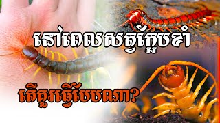 🌿🐛 Explore the Intriguing World of Centipedes! 🌿🐛 តើសត្វក្អែបខាំ តើយើងត្រូវធ្វើបែបណា?