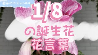 【園芸のぶチャンネル】1/8の誕生花と花言葉【１月】【８日】【シクラメン】