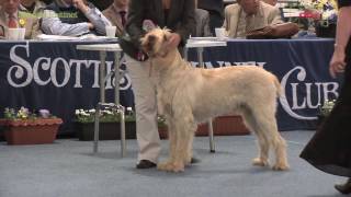 Scottish Kennel Club 2016 - Gundog group FULL