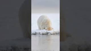 Polar Bear Facts (துருவ கரடி உண்மைகள்)