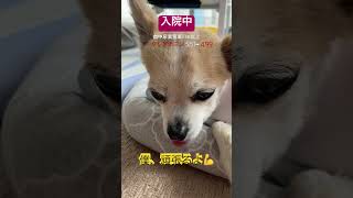 バンビ日記〜慢性腎臓病ステージ4闘病記〜 #ハイシニア犬