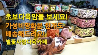 초보다육맘들 보세요!가성비짱 화분 한개도 택배해드려요!