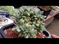 다육이보물창고 succulent plant 친절한광자씨