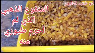 افضل طعام للطيور الحب وتحسن مزاج وتزيد من تكاثر طيور الحب #بادجي #طيور الحب