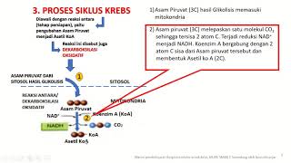 RESPIRASI SELULER #SIKLUSKREBS