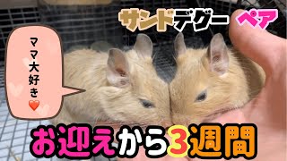 【デグー】お迎えから3週間、手乗りになった可愛い子達。初のへやんぽにいざ!!