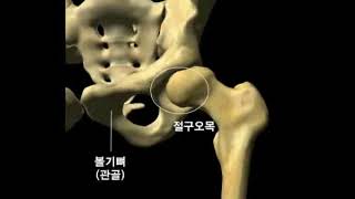 엉덩관절(고관절)과 인대