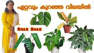 ഫിലോഡൻഡ്രോൺ കുറഞ്ഞ വിലയിൽ  🤩 W.number : 9048533313 #homegarden #gardening #plants