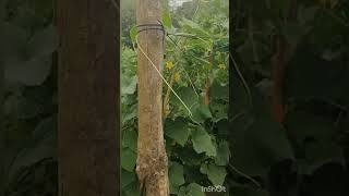 শসা ক্ষেত  #Cucumber_field #nature #greenview #bandarban