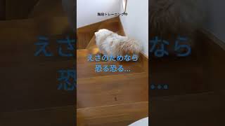 階段を登るのがが怖い犬