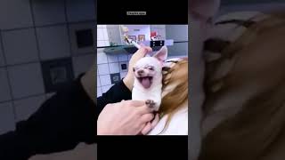 No teeth! #pets #Lovely #Funny #Interesting #mem #viralshorts #shorts #bestvideo #fyp