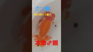 #クン蘭#らんちゅう#本命　#♂#雄#金魚　#水槽