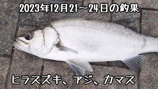 【釣果情報：アジ、カマス、シーバス(ヒラスズキ)】2023年12月21~24日の宮崎港