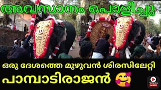 PAMBADY RAJAN l ഒരു ദേശത്തെ മുഴുവൻ ശിരസിലേറ്റി പാമ്പാടിരാജൻ 🥰