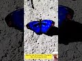 Borboleta azul - (Myscelia orsis)?