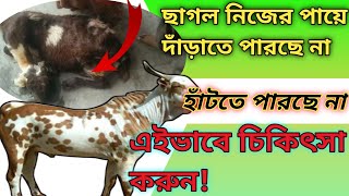 স্বাস্থ্যবান ছাগল হঠাৎ করে দুর্বল দাঁড়াতে পারে না, ছাগল দাঁড়াতে পারেনা হাঁটতে পারেনা