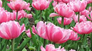 迎仙客 太虚行 上海道教音乐 迎仙客 Canadian tulips