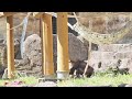 大きな竹の子をもらって大喜びのアピちゃん・オランウータン