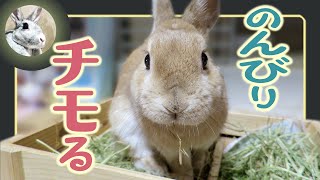 のんびり🐇チモシー🌿を食む🐰。【 ウサギのだいだい 】　2021年1月18日