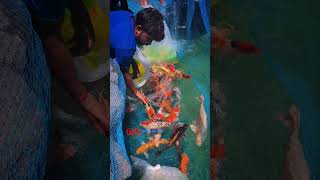 Chennai 's best outdoor koi pond is done by PVR Koi Centre