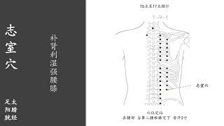 人体穴位173：志室：补肾利湿强腰膝，用拇指按揉志室穴100～200次，每天坚持，能够治疗阳痿、遗精 20220115.mp4