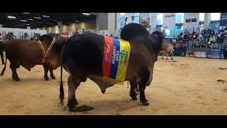 GRAN CAMPEÓN BRAHMAN ROJO!