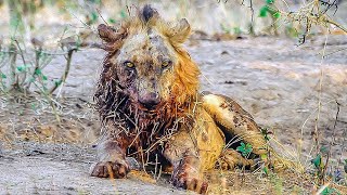 Leões atacam um rebanho de 16 jovens cães selvagens africanos|ZONA ANIMAL SELVAGEM TV@