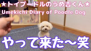 やって来た〜笑 ★トイプードルのうめ吉くん(1376日目)★Umekichi Diary of Poodle Dog