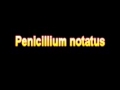 What Is The Definition Of Penicillium notatus Medical School Terminology Dictionary