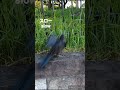 【しゃがんでからしか飛び立てない#カラス】#くだらない動画シリーズ A crow that can only fly after crouching　#shorts #ボンドウ