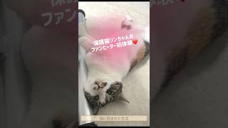 保護猫リンちゃんのファンヒーター初体験❤️