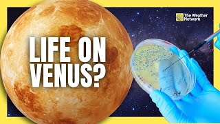 Is Life On Venus Impossible? Scientists Aren't So Sure