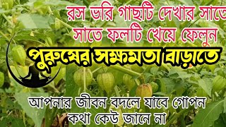 পটকা গাছের উপকারিতা পটকা গাছের ভেষজ চিকিৎসা পটকা গাছের গুনাগুণ