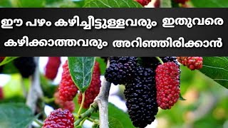 Amazing Health Benefits of Mulberry Fruits | മൾബറി പഴത്തിൻറ ആരോഗ്യ ഗുണങ്ങൾ