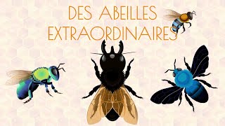 Les abeilles extraordinaires 🐝