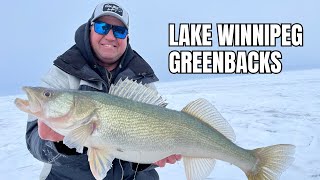 Lake Winnipeg Greenbacks | Dialed In Angling