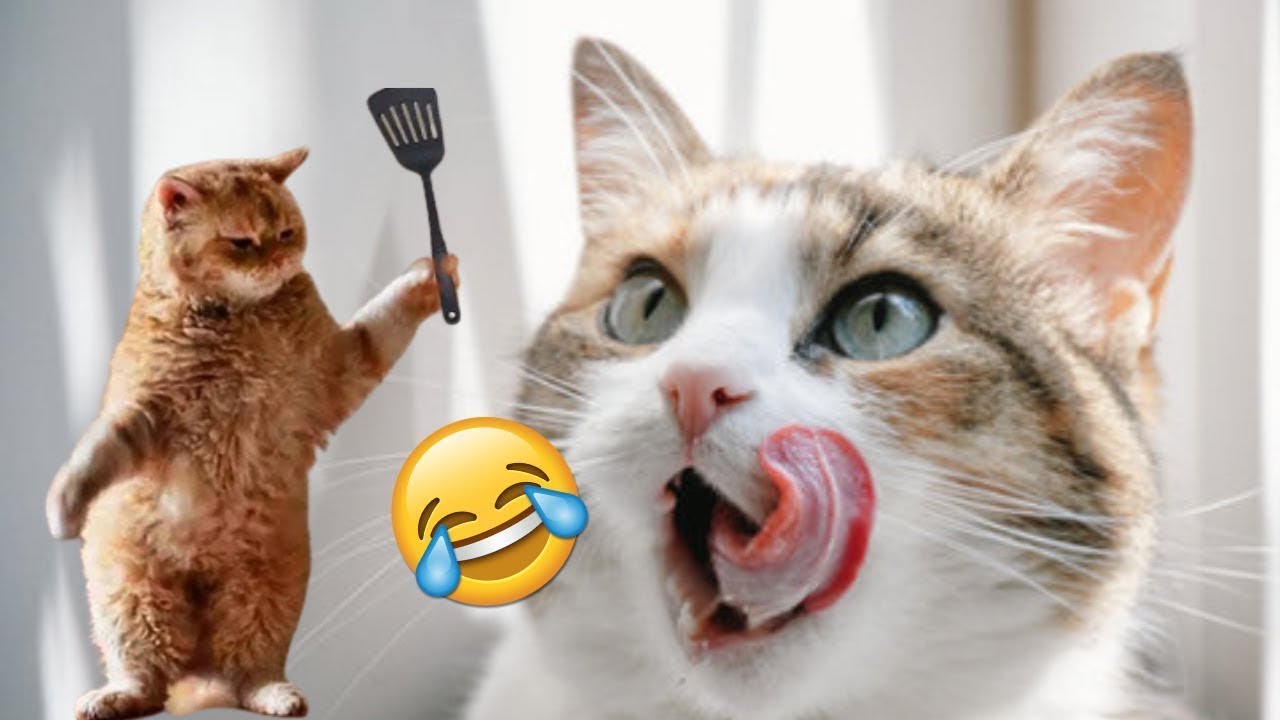 Ultimate Funny Cat Compilation Hilarious Feline Fails Youtube