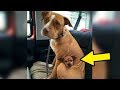 Man Comes To Adopt Pit Bull At Shelter, But She Refused To Let Go Of Her Best Friend Man Comes To Adopt Pit Bull At Shelter, But She Refused To Let Go Of Her Best Friend