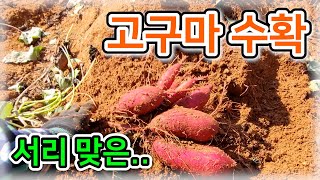 [고구마] 서리 맞은.. 고구마 수확! / 고구마 매진으로 판매 종료합니다! - 농사일기