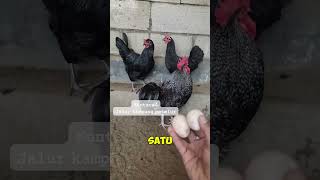 AYAM TIPE PETELUR DWIGUNA // KUNTARA 4