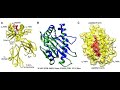 MHC or HLA (1) S01-25 Microbiology MCQs