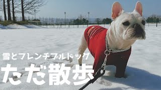 [今年最後？の雪上散歩] 雪とフレンチブルドッグ。